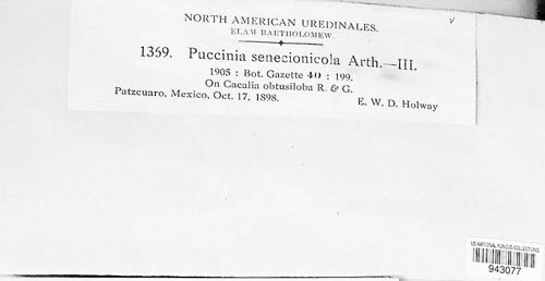 Puccinia senecionicola image